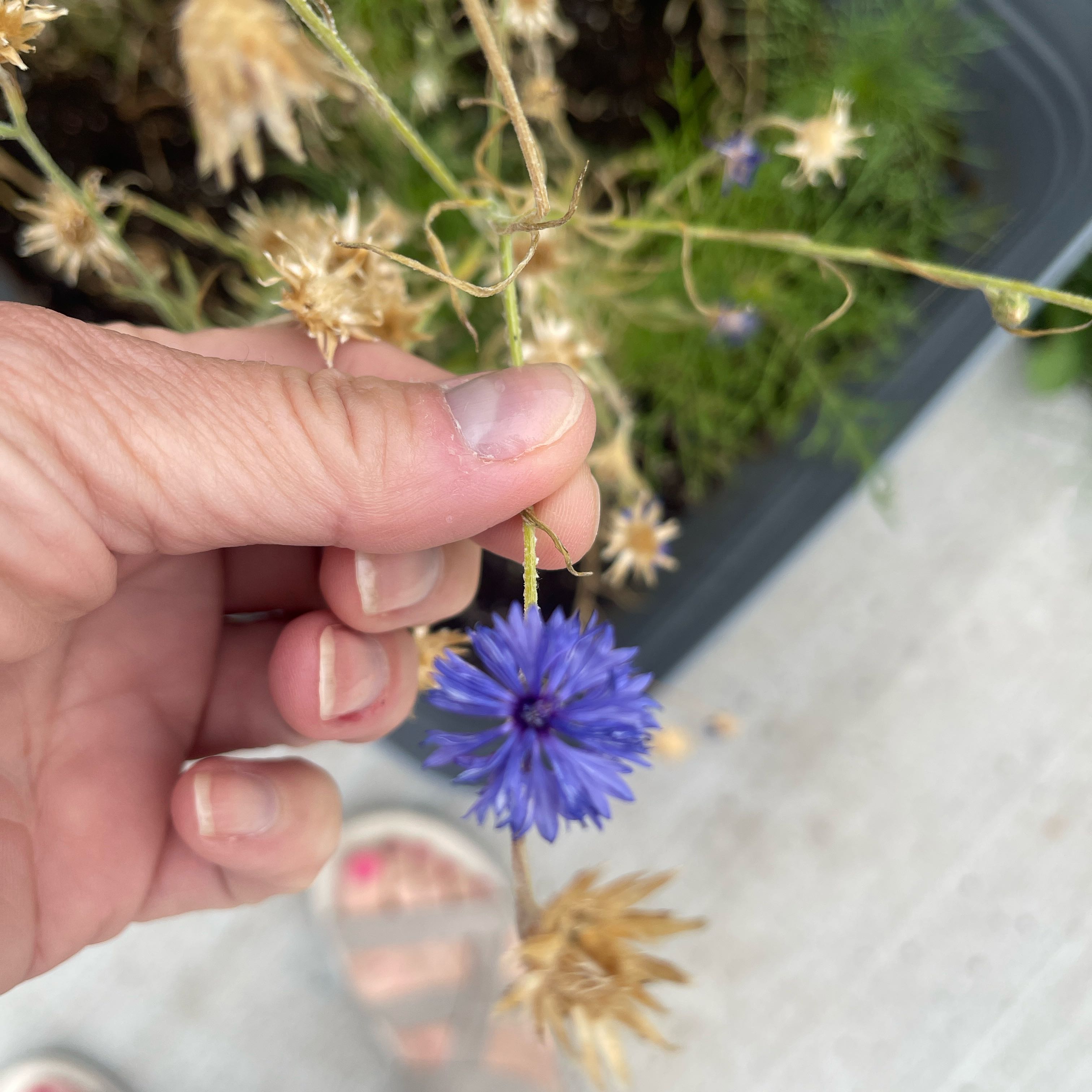 Photo of the plant species Cornflower by @IdolizedAnthora named Terra on Greg, the plant care app