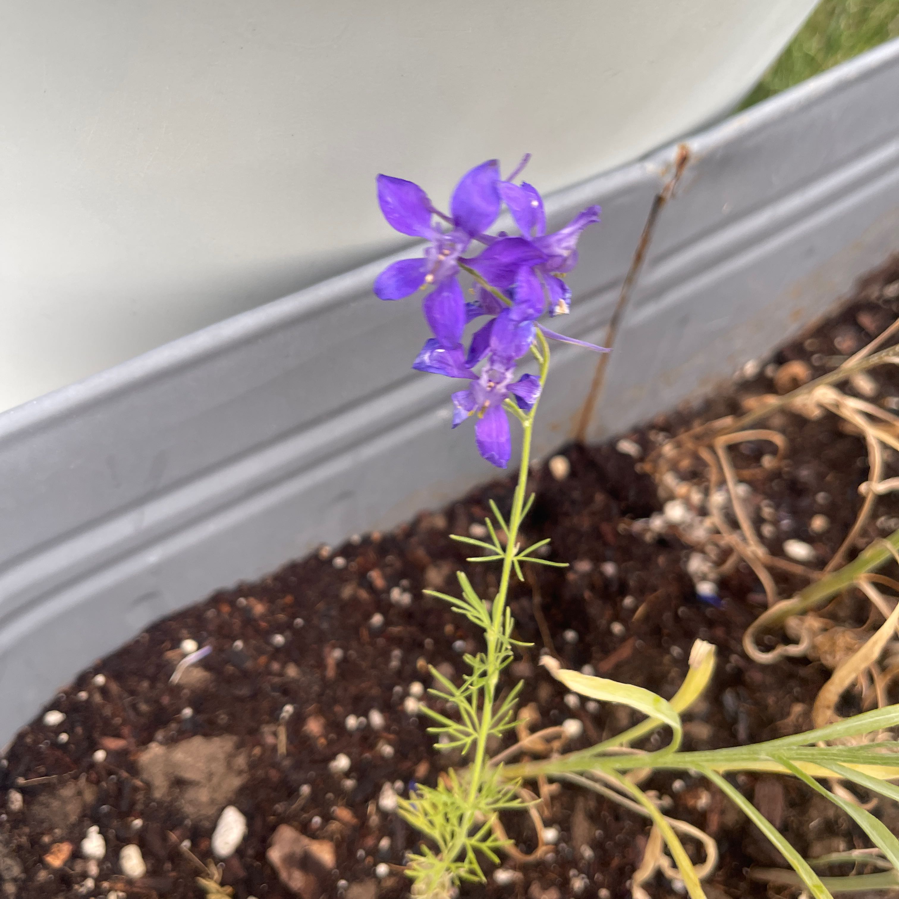 Photo of the plant species Doubtful Knight's-Spur by @IdolizedAnthora named Peter Parker on Greg, the plant care app