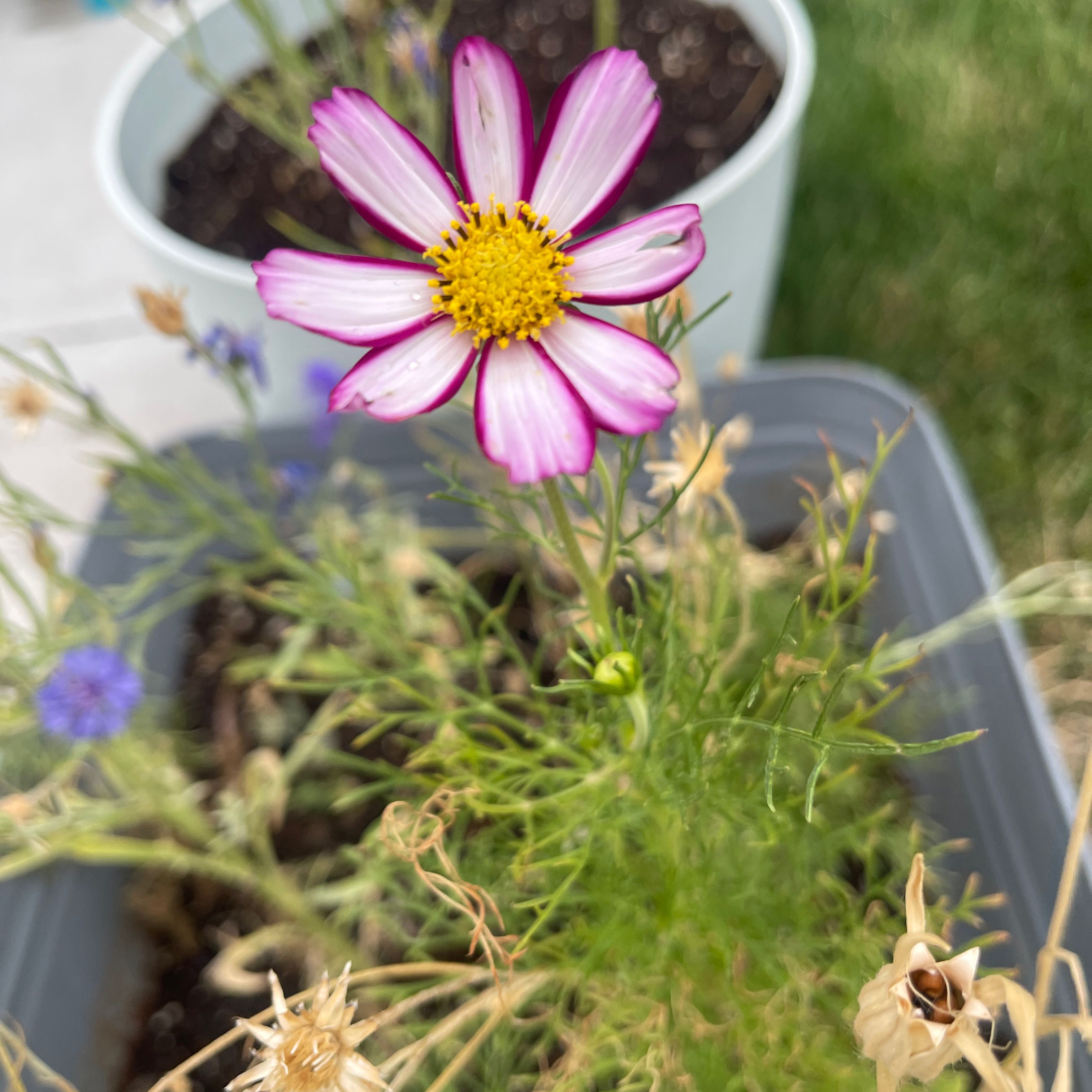 Photo of the plant species Garden Cosmos by @IdolizedAnthora named Leaf Erickson on Greg, the plant care app