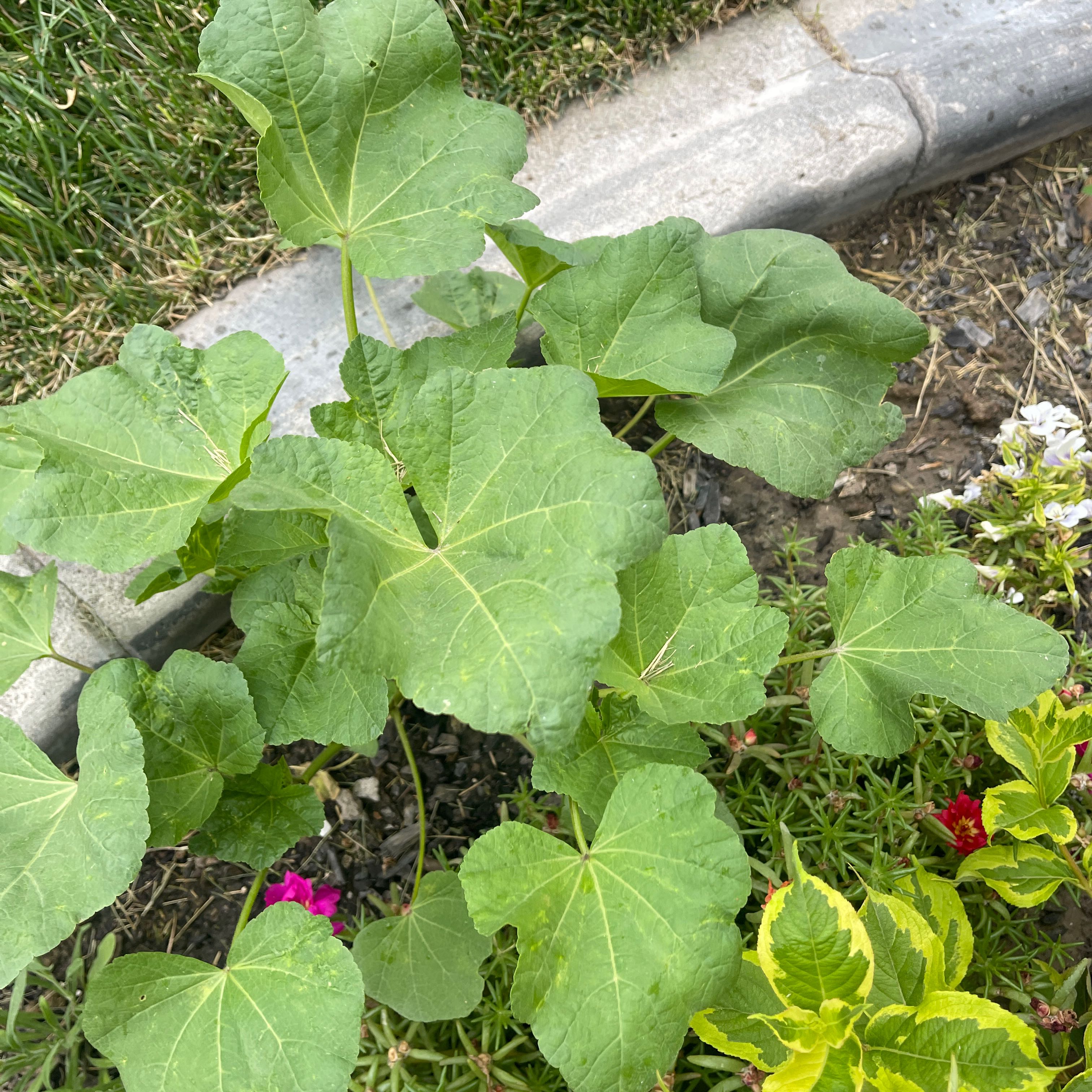 Photo of the plant species Common Hollyhock by @IdolizedAnthora named Darwin on Greg, the plant care app