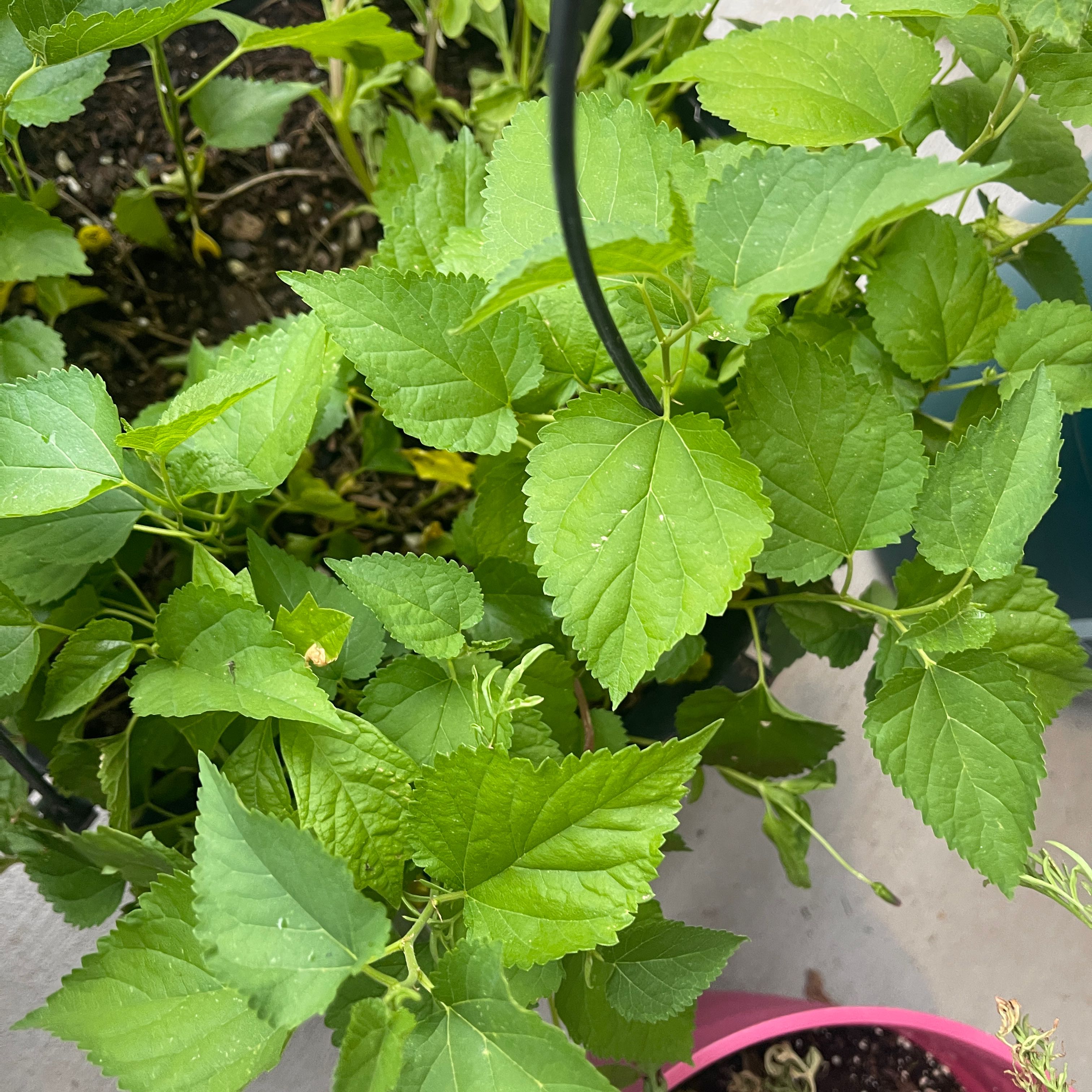 Photo of the plant species Crabweed by @IdolizedAnthora named Walt on Greg, the plant care app