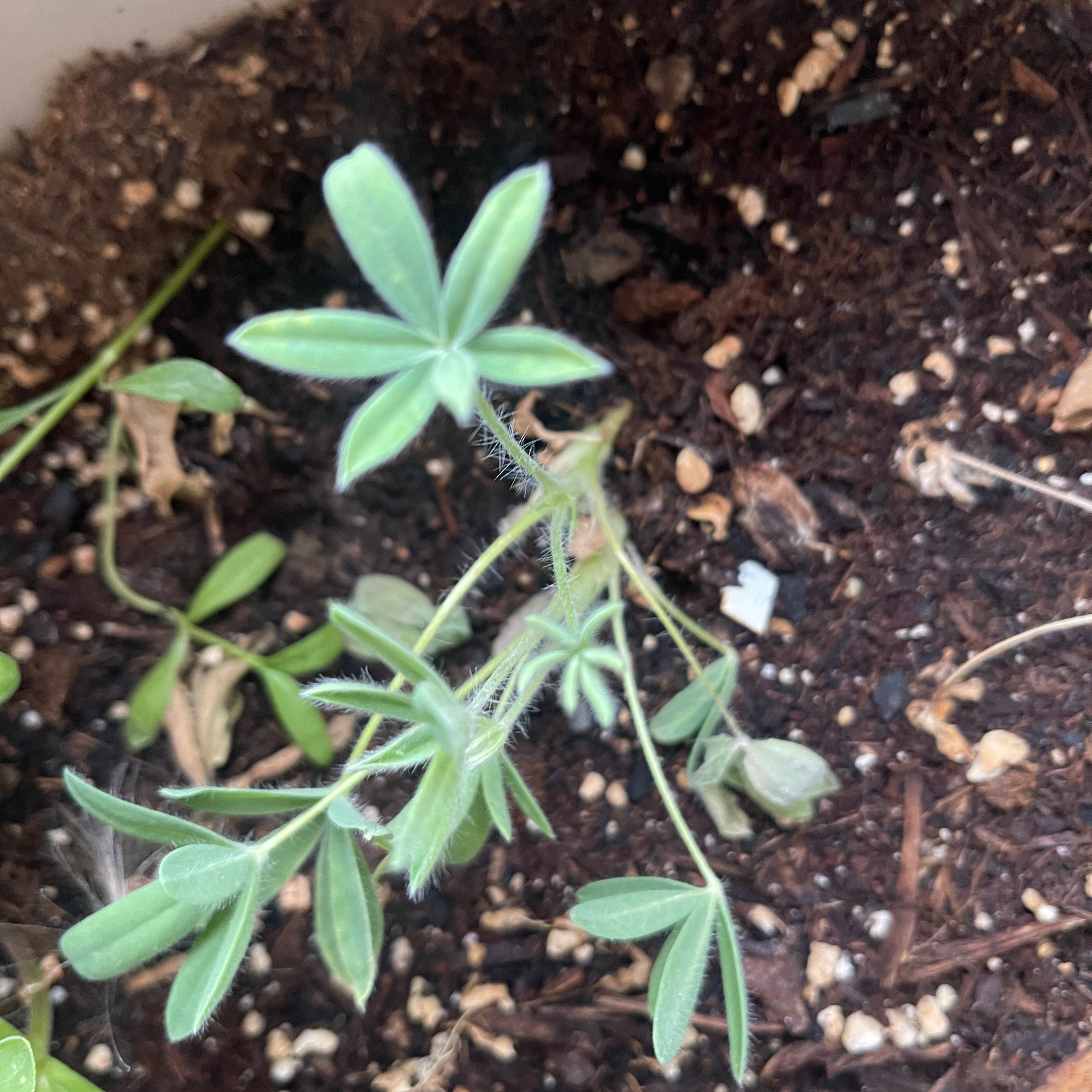 Photo of the plant species Texas Bluebonnet by @IdolizedAnthora named Mochi on Greg, the plant care app