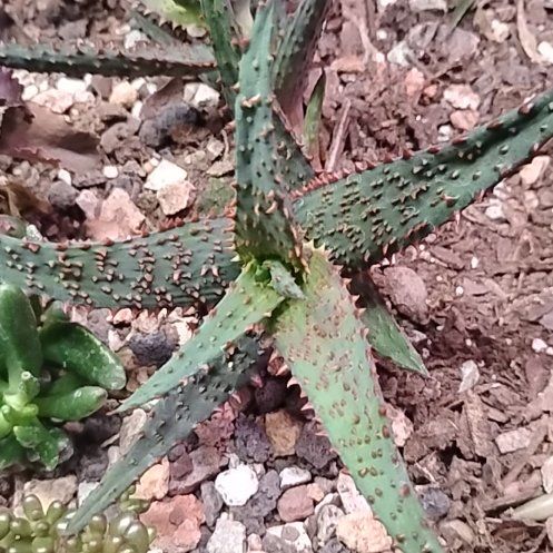 Photo of the plant species Mountain Aloe by @FitWatermelon82 named Kobe on Greg, the plant care app