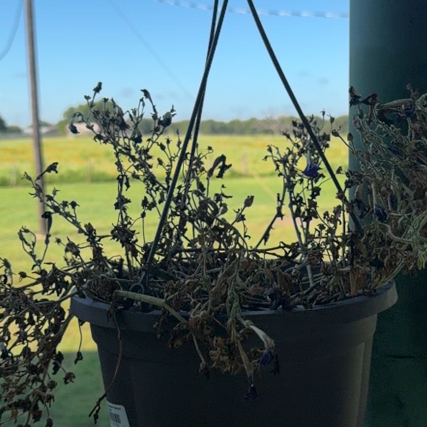 Photo of the plant species Common Snapdragon by @ProHorsemint72 named Sanders on Greg, the plant care app