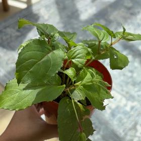Photo of the plant species Buzzy Lizzy by @StockySweetleaf named da Vinci on Greg, the plant care app