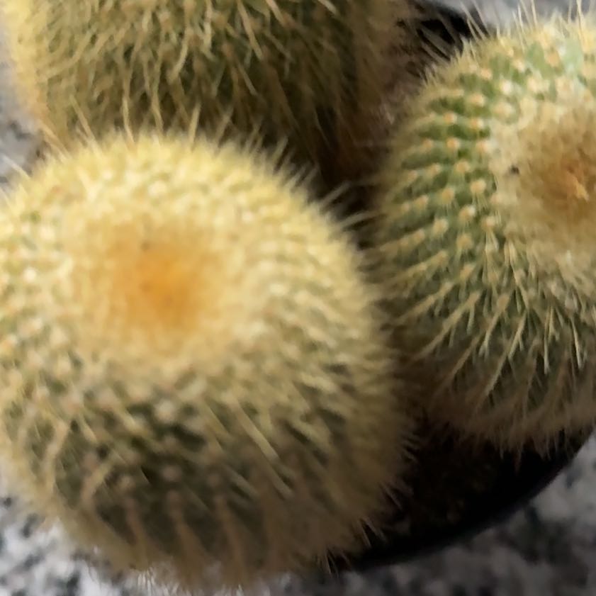 Photo of the plant species Mammillaria muehlenpfordtii by @FairMira93 named Bruce Lee on Greg, the plant care app