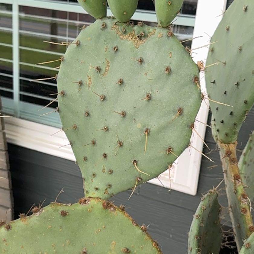 Photo of the plant species Coastal Pricklypear by @FairMira93 named Wall-E on Greg, the plant care app