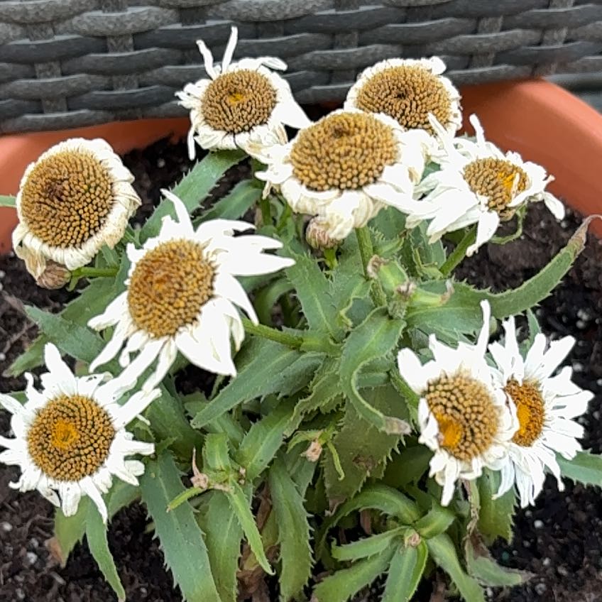 Photo of the plant species Max Chrysanthemum by @BabyKale49 named Cutie on Greg, the plant care app