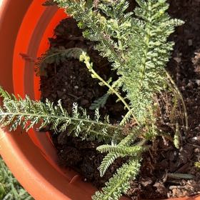 Photo of the plant species Boreal Yarrow by @BabyKale49 named Treeyoncé on Greg, the plant care app