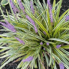 Photo of the plant species Big Blue Lilyturf by @BabyKale49 named da Vinci on Greg, the plant care app