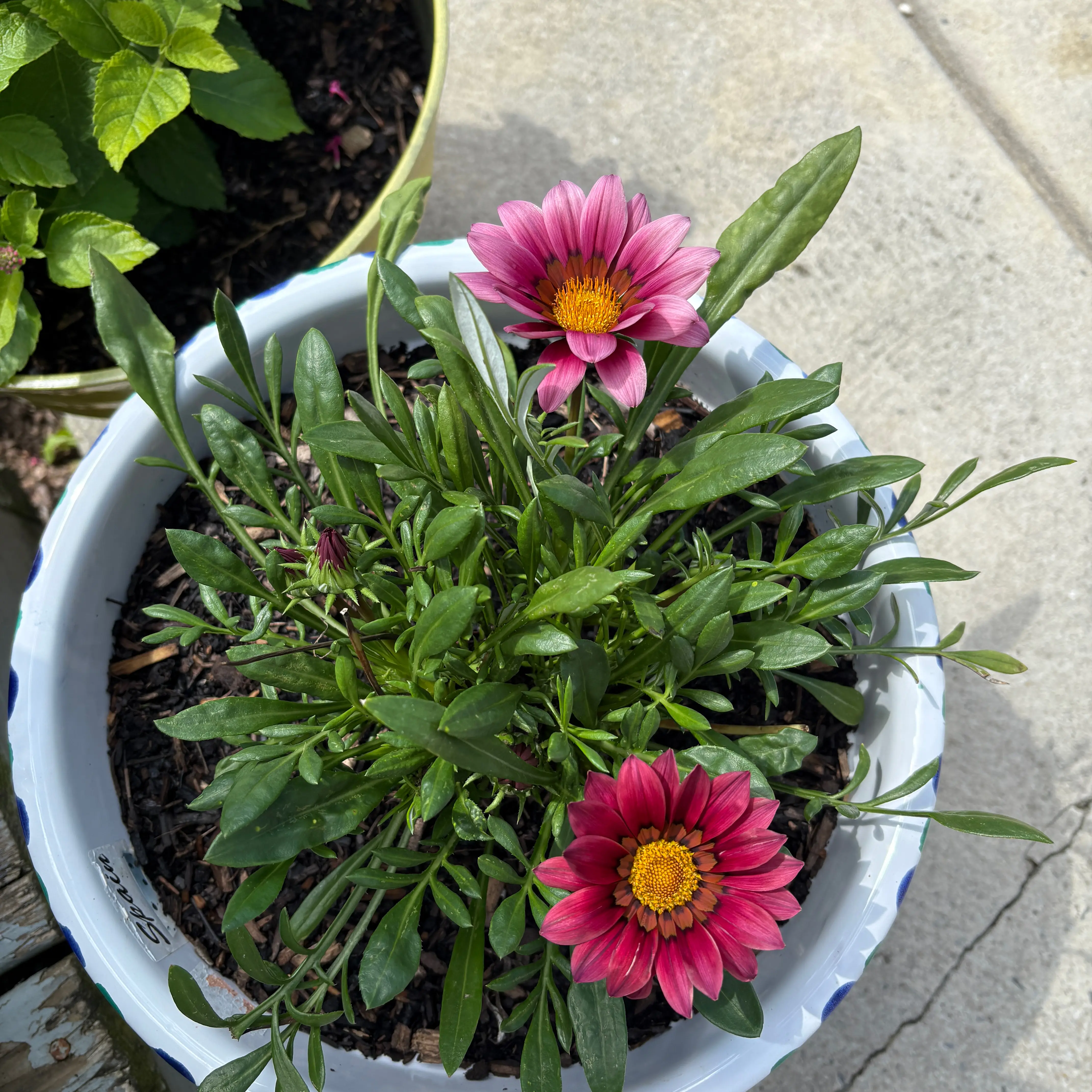 Photo of the plant species Treasureflower by @BabyKale49 named Sage on Greg, the plant care app