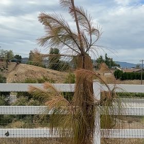 Photo of the plant species Beach Sheoak by @GlowingPigfern3 named Mando on Greg, the plant care app