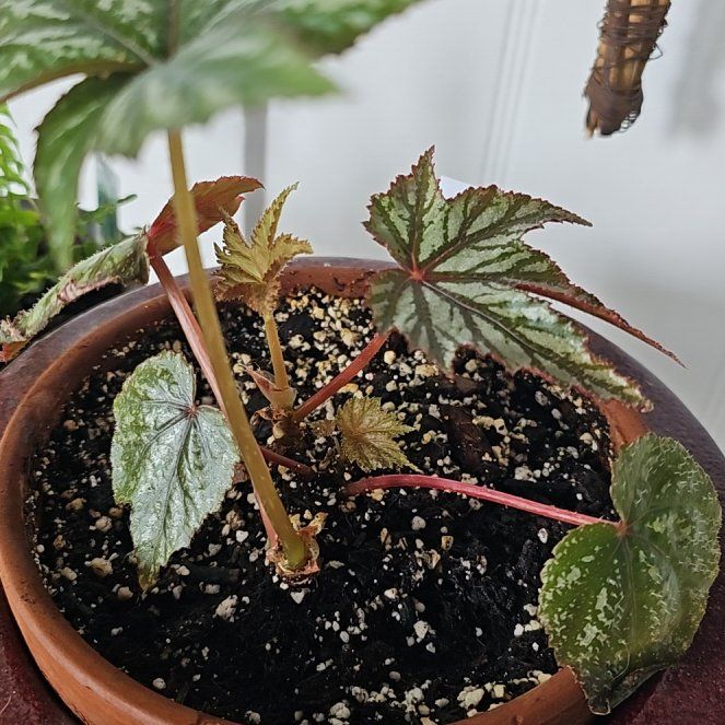 Photo of the plant species Begonia 'Gryphon' by @YesGoldwire68 named Kendall on Greg, the plant care app
