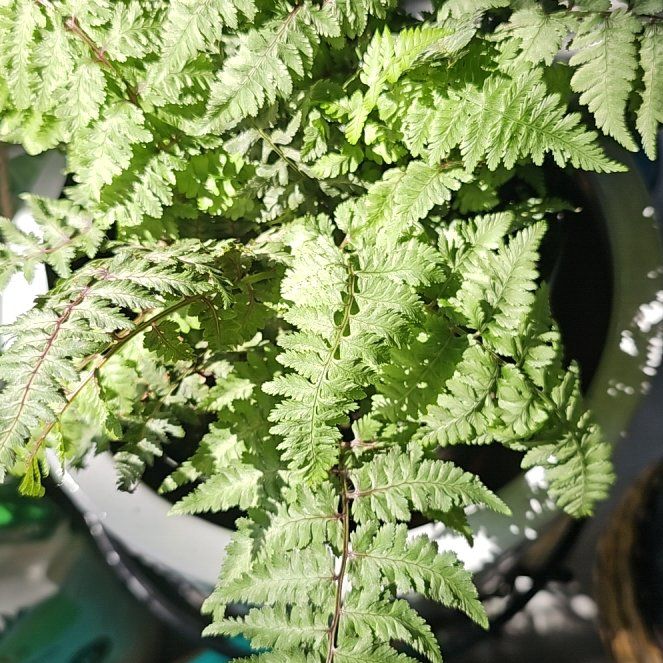 Photo of the plant species Japanese Painted Fern by @YesGoldwire68 named Dolores on Greg, the plant care app