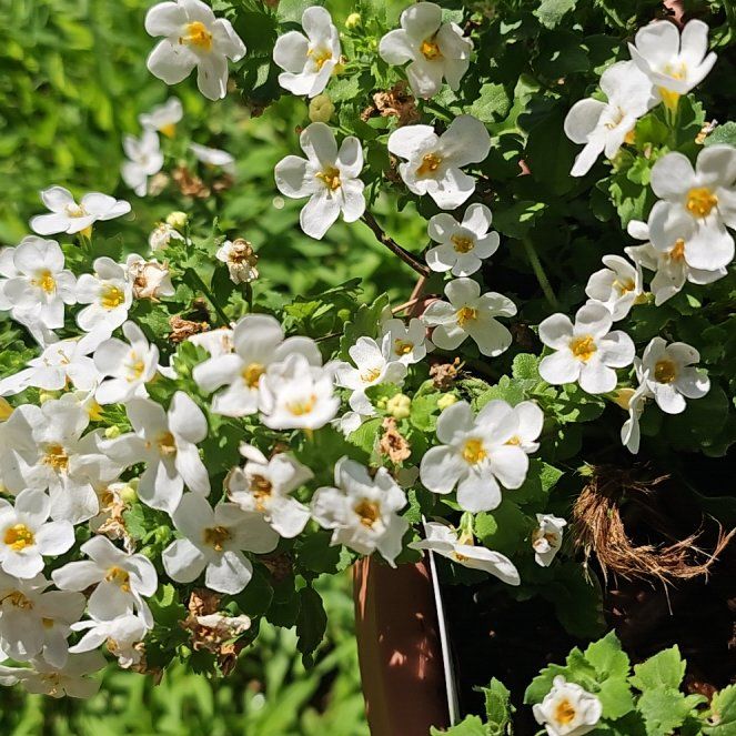 Photo of the plant species Sweet Alyssum by @YesGoldwire68 named Sol on Greg, the plant care app