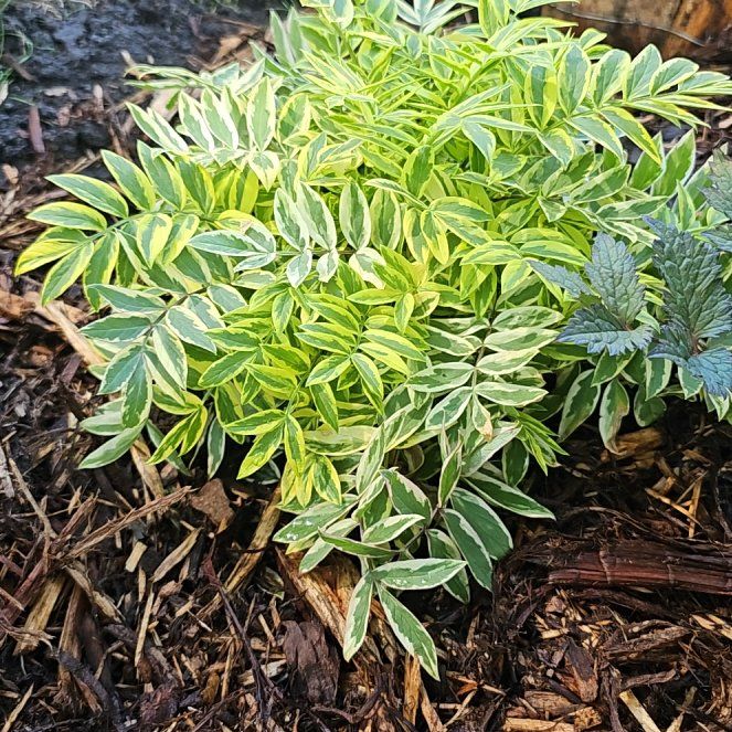 Photo of the plant species Golden Feathers Jacob's Ladder by @YesGoldwire68 named Clooney on Greg, the plant care app