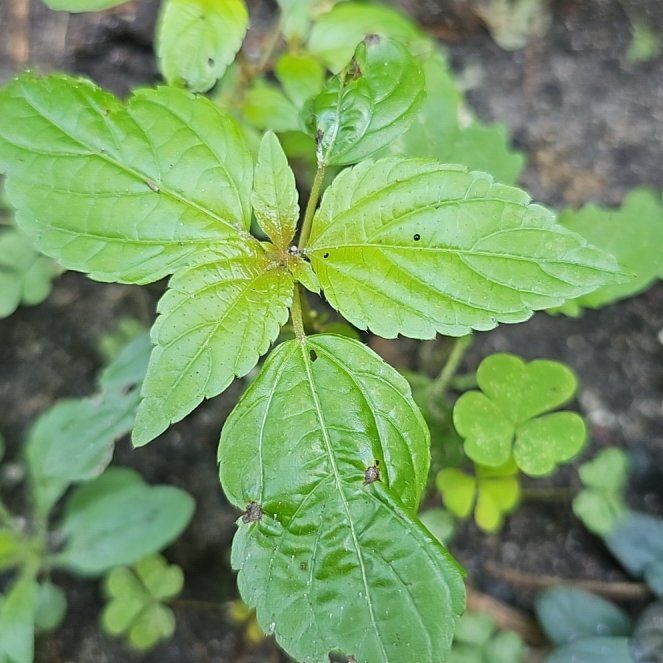 Photo of the plant species Virginia Copperleaf by @YesGoldwire68 named Achilles on Greg, the plant care app