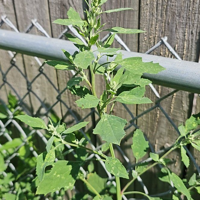 Photo of the plant species Chenopodium Album by @YesGoldwire68 named Sproutacus on Greg, the plant care app