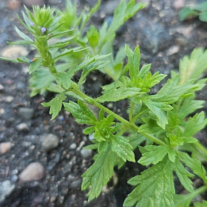 Photo of the plant species Norwegian Cinquefoil by @YesGoldwire68 named Willow on Greg, the plant care app