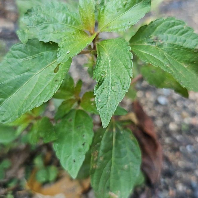 Photo of the plant species Virginia Copperleaf by @YesGoldwire68 named Messi on Greg, the plant care app