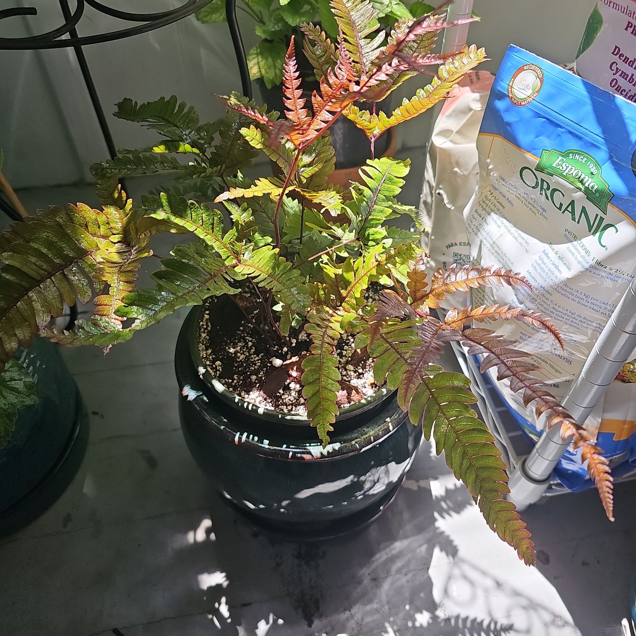 Photo of the plant species Tricolor Fern by @YesGoldwire68 named Calcifer on Greg, the plant care app