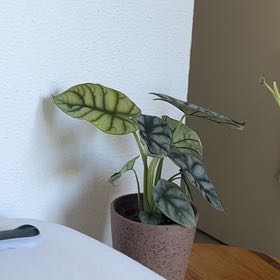 Photo of the plant species Banana Croton by @NewRose49 named Baesil on Greg, the plant care app
