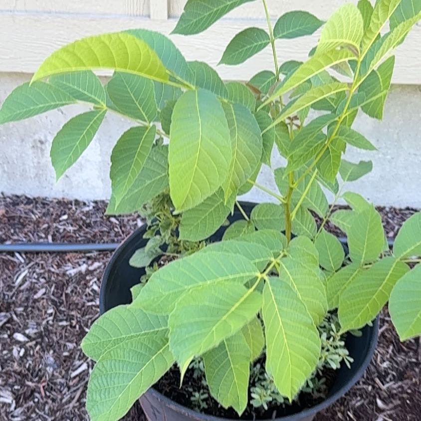Photo of the plant species English Walnut by @YummyBuroak55 named Khaleesi on Greg, the plant care app