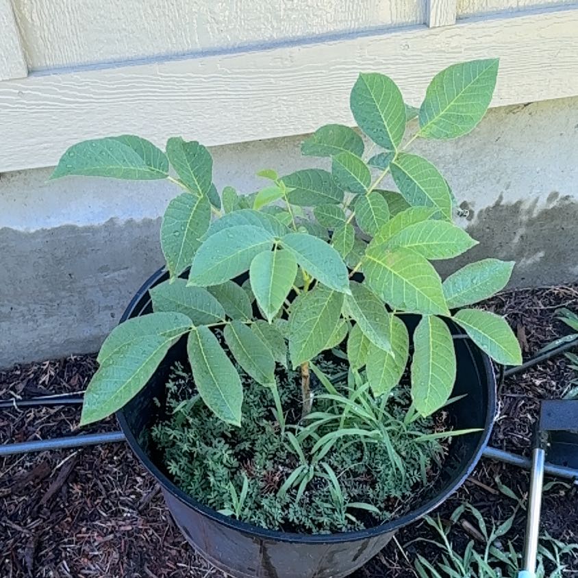 Photo of the plant species English Walnut by @YummyBuroak55 named Navajo on Greg, the plant care app