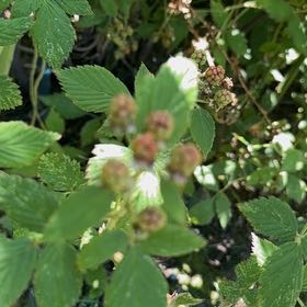Photo of the plant species Common Blackberry by @YummyBuroak55 named Zeus on Greg, the plant care app