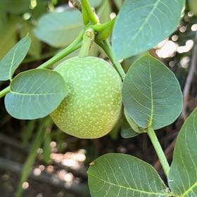 Photo of the plant species English Walnut by @YummyBuroak55 named Kendall on Greg, the plant care app