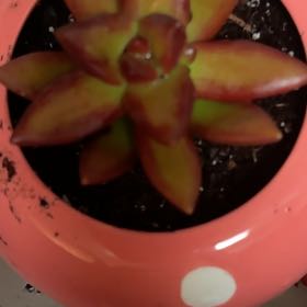 Photo of the plant species Sedum Adolfi by @ForemostWinika named Rosa on Greg, the plant care app
