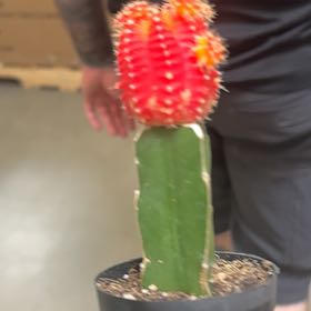 Photo of the plant species Moon Cactus by @ForemostWinika named Hemingway on Greg, the plant care app