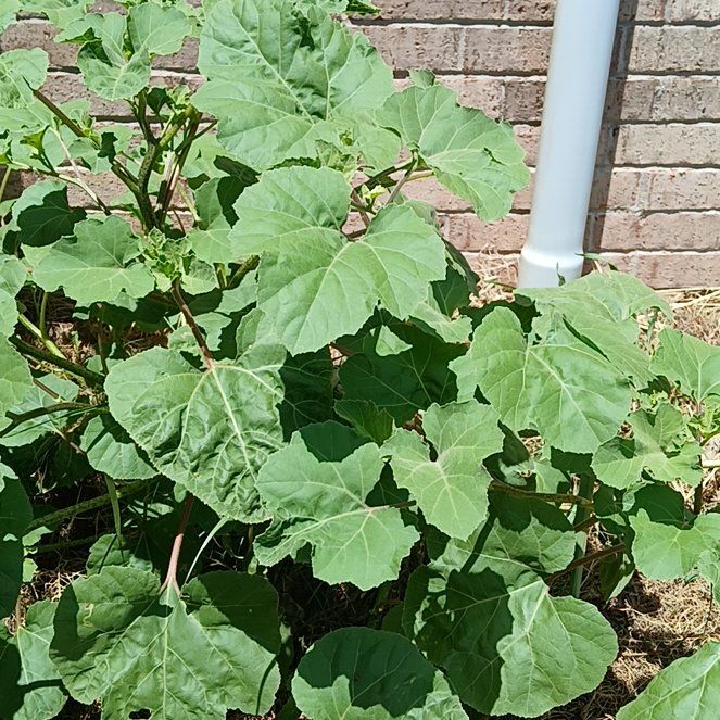 Photo of the plant species Empress Tree by @Kittylover1612 named Lillya on Greg, the plant care app