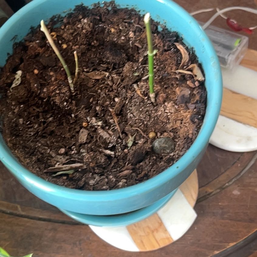 Photo of the plant species Butterfly Plant by @JuicyPukatea92 named Nemo on Greg, the plant care app
