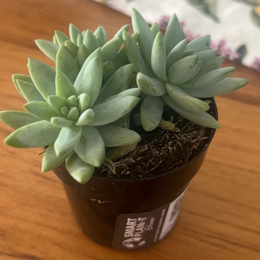 Photo of the plant species Sedeveria 'Harry Butterfield' by @StrongTitoki79 named Gregarious on Greg, the plant care app