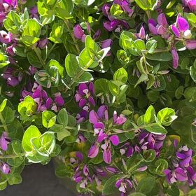 Photo of the plant species Sweet Pea Bush by @RadFern82 named James Dean on Greg, the plant care app