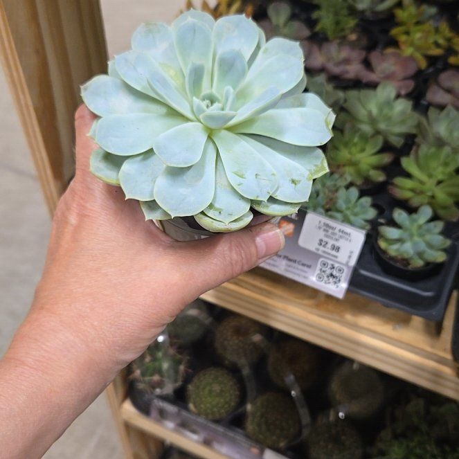 Photo of the plant species Echeveria by @HoneyedKowhai63 named Gobi on Greg, the plant care app