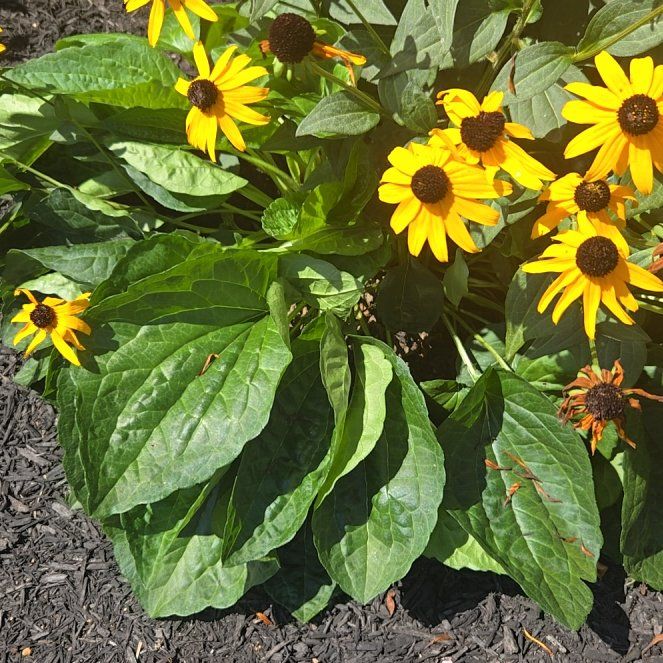 Photo of the plant species Blackeyed Susan by @HoneyedKowhai63 named Sherlock on Greg, the plant care app