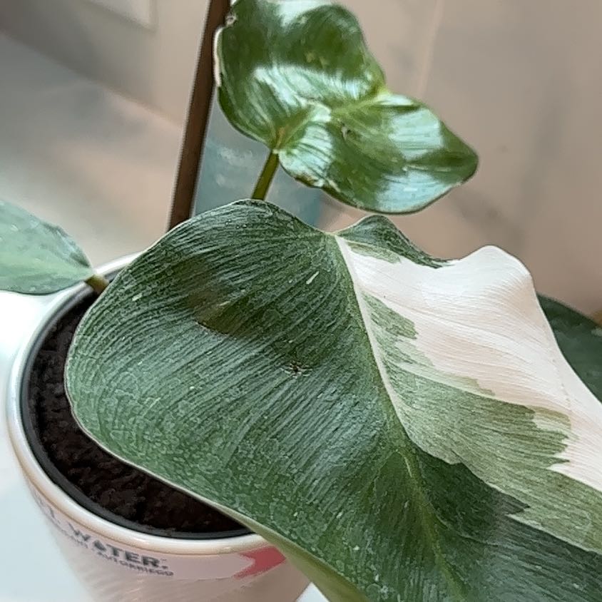 Photo of the plant species White Knight Philodendron by @BraveWateroak92 named Pax on Greg, the plant care app