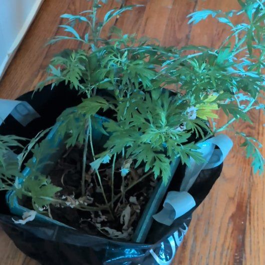 Photo of the plant species Sailor's Tobacco by @MeekYuzu46 named Marley on Greg, the plant care app