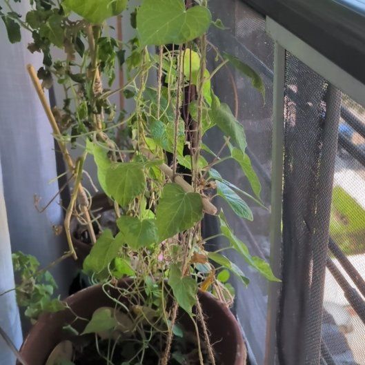Photo of the plant species Common Morning Glory by @MeekYuzu46 named Dolores on Greg, the plant care app