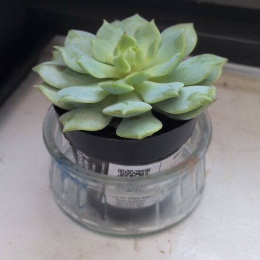Photo of the plant species Echeveria 'Seraphina' by @MeekYuzu46 named Madonna on Greg, the plant care app