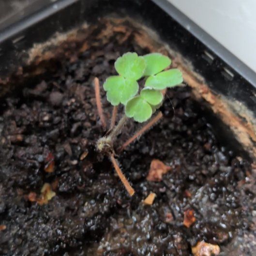 Photo of the plant species European Columbine by @MeekYuzu46 named Xena on Greg, the plant care app