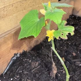 Photo of the plant species Cucumber by @BossMendoza5 named Orwell on Greg, the plant care app