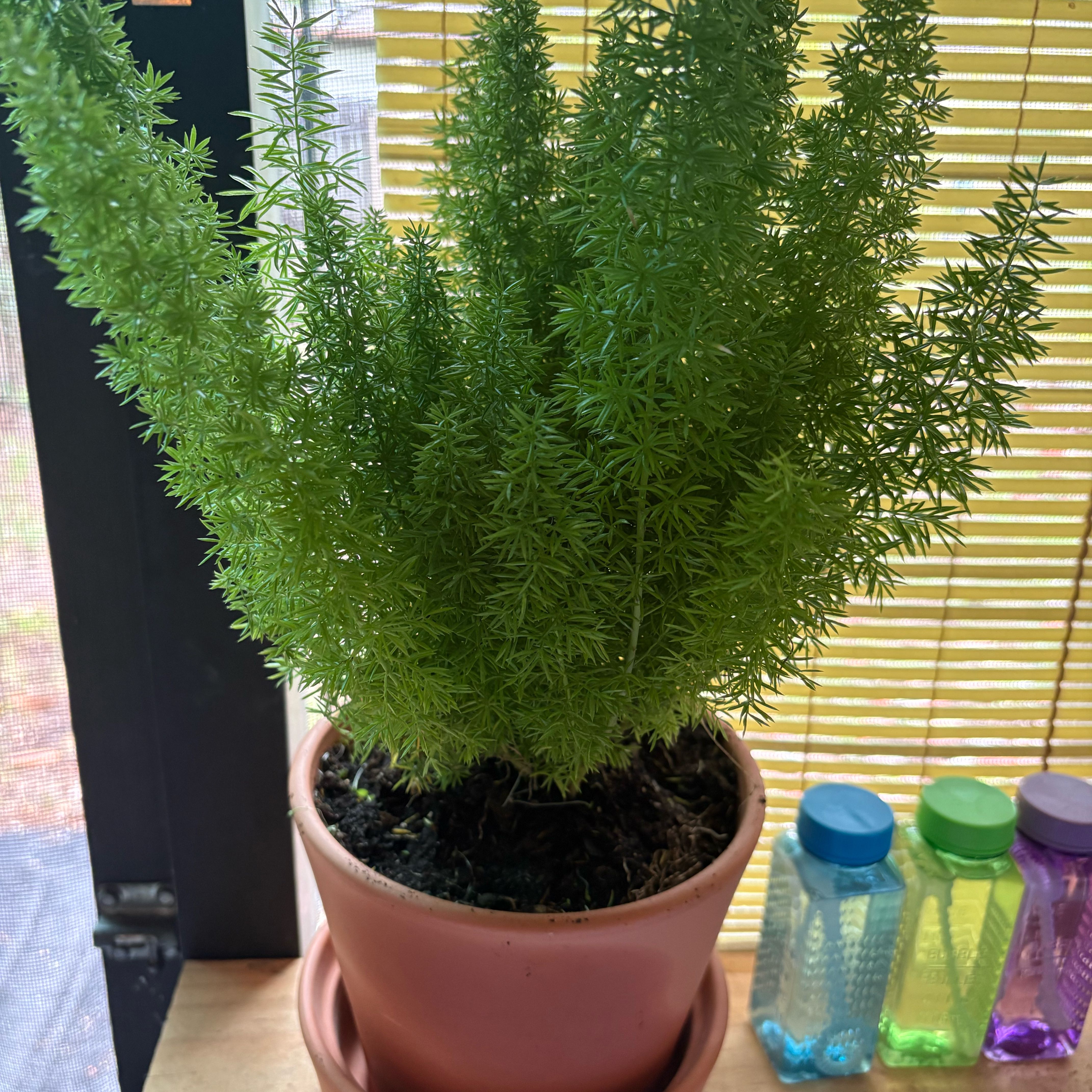 Photo of the plant species Variegated Foxtail Fern by @MossyMood named Fernie Sanders on Greg, the plant care app
