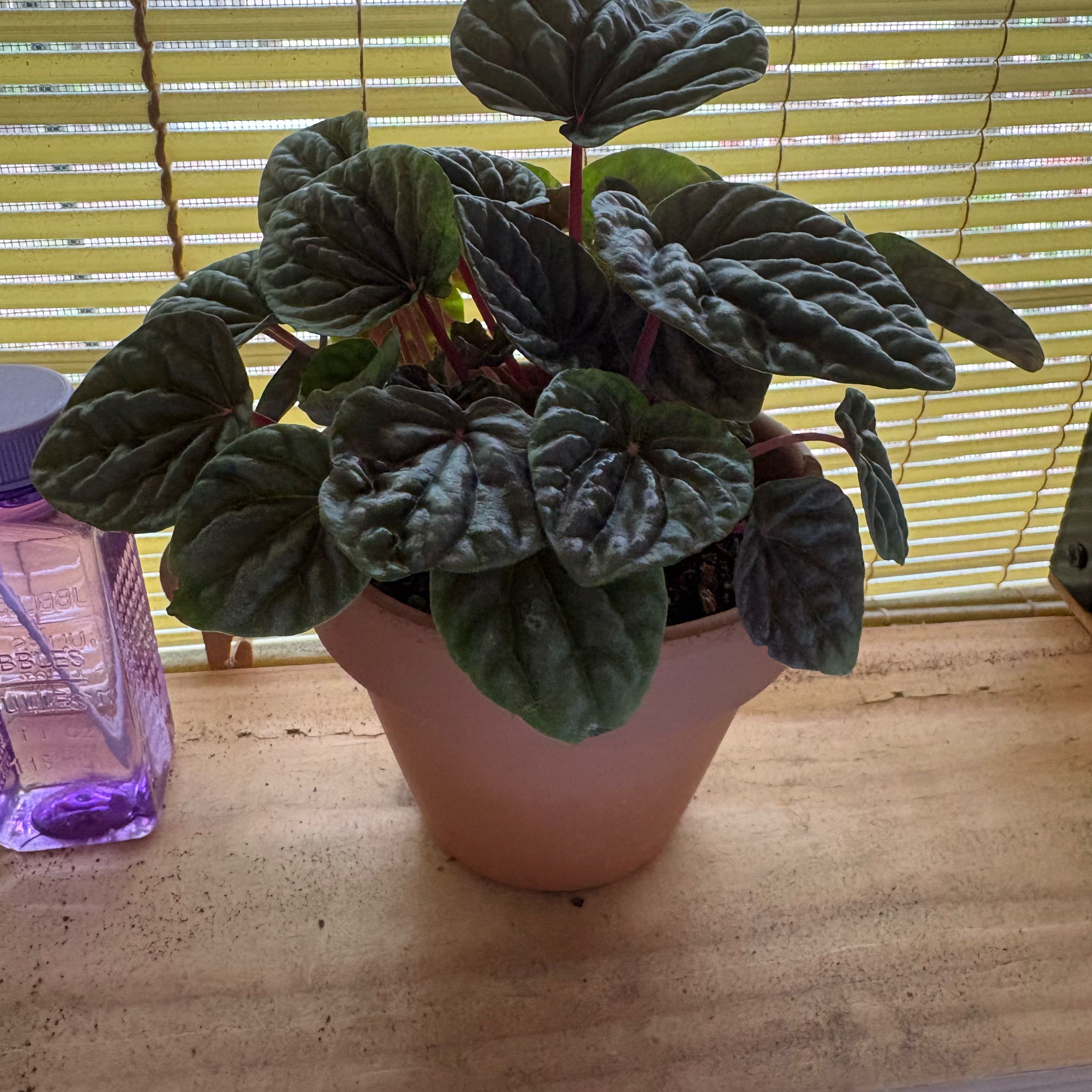 Photo of the plant species Red Luna Peperomia by @MossyMood named Winston on Greg, the plant care app