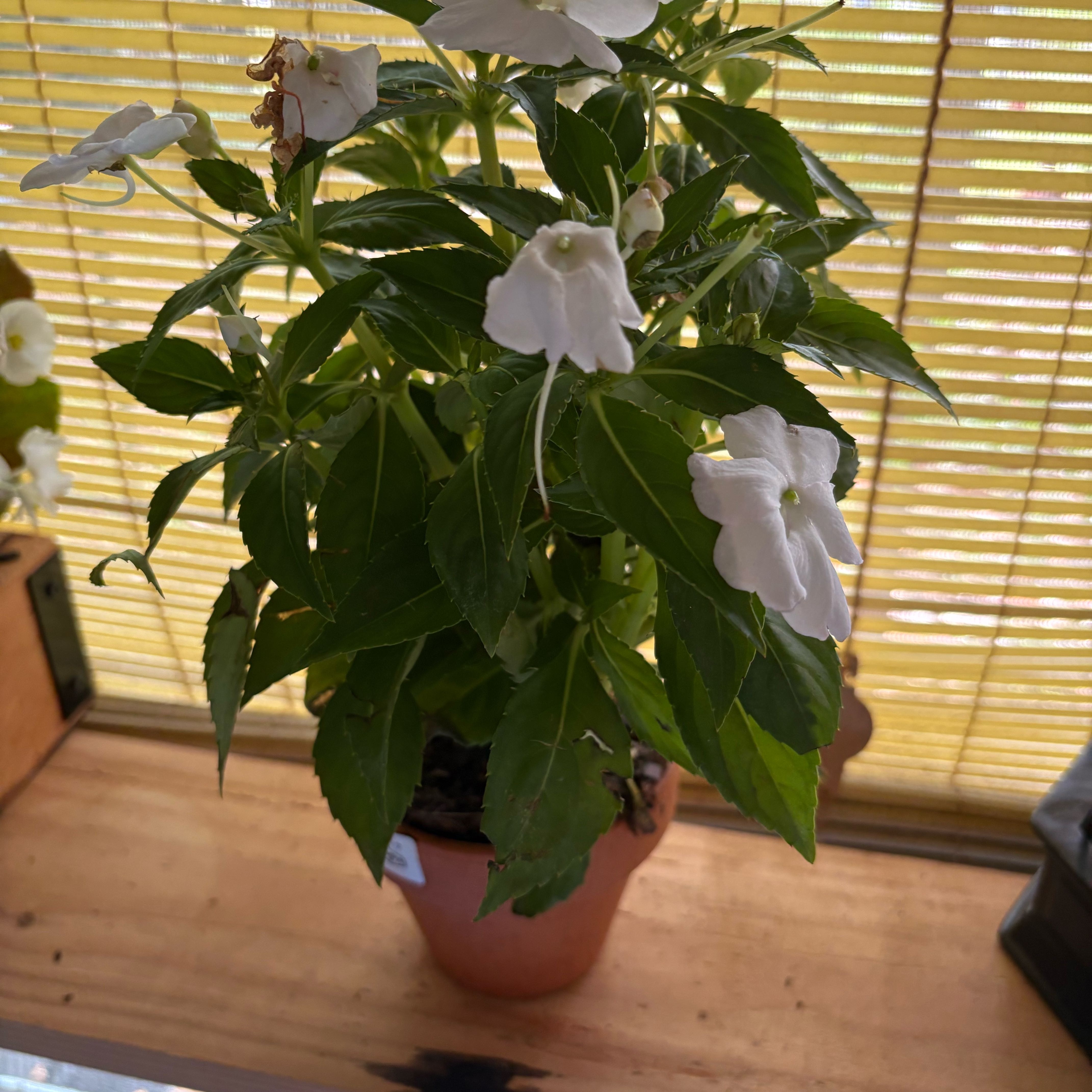 Photo of the plant species Impatiens by @MossyMood named Leaf Erikson on Greg, the plant care app