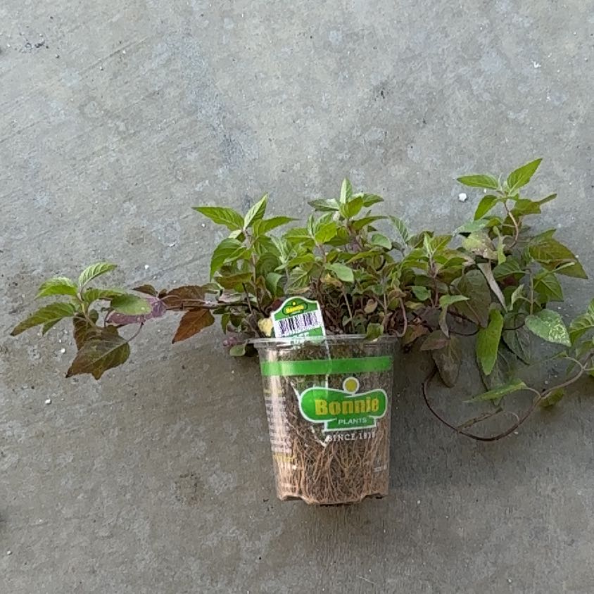 Photo of the plant species Bee Balm 'Bee Free' by @LovingBluebugle named Apollo on Greg, the plant care app