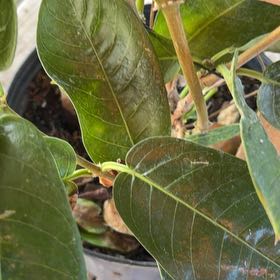 Photo of the plant species Mandevilla by @HighPukatea19 named Elle on Greg, the plant care app