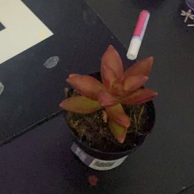 Photo of the plant species Sedum Adolfi by @GutsyAgarito60 named Petunia on Greg, the plant care app
